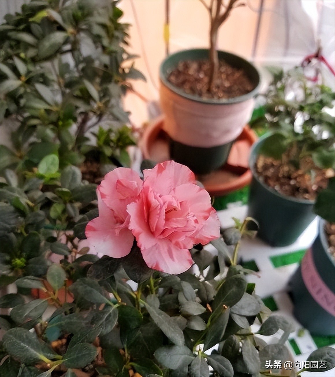 杜鹃花爆盆冬季怎么养好,杜鹃花养殖方法用肥和浇水