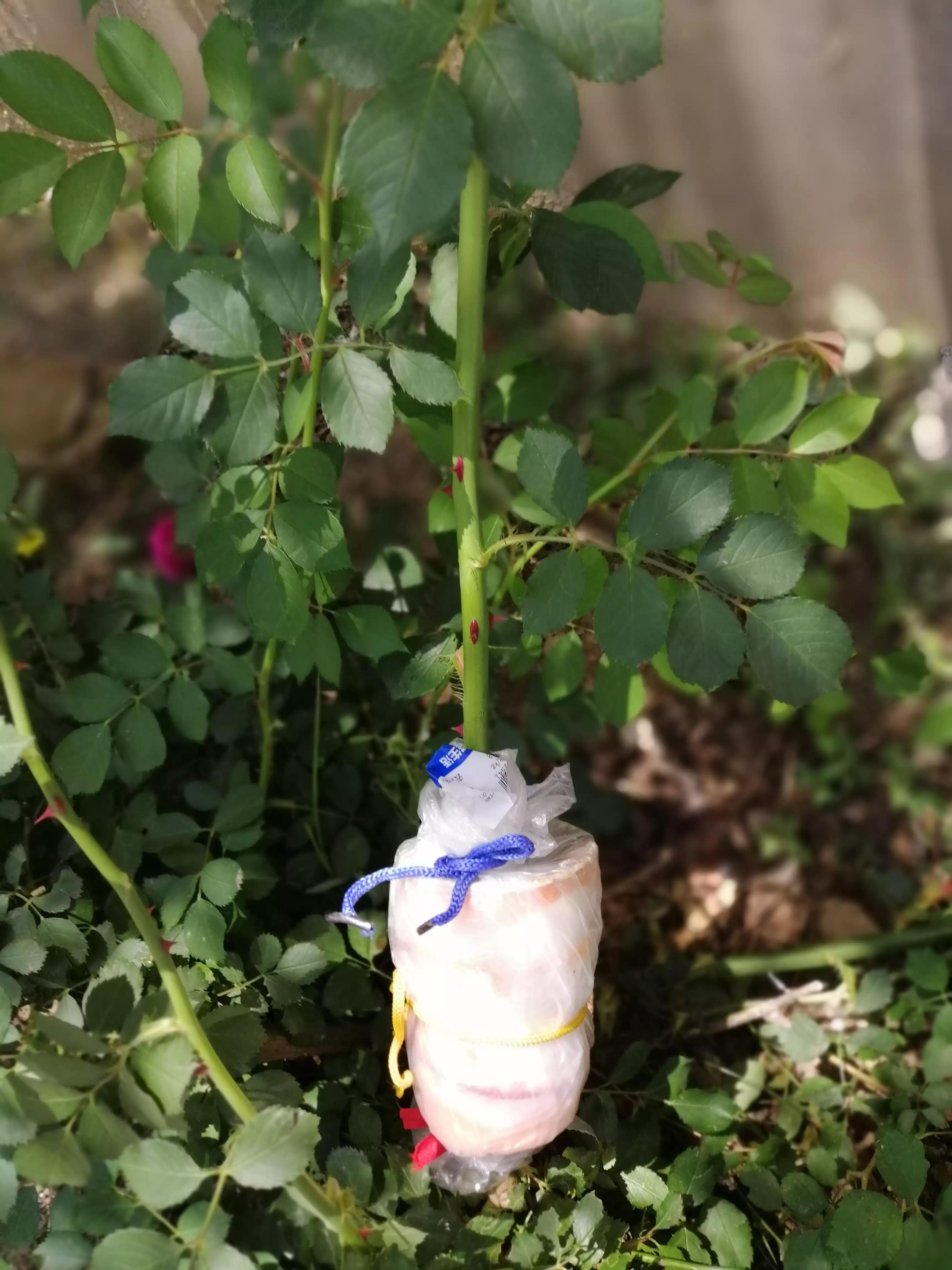 玫瑰花怎么压枝才容易成活,玫瑰花扦插方法最容易成活的