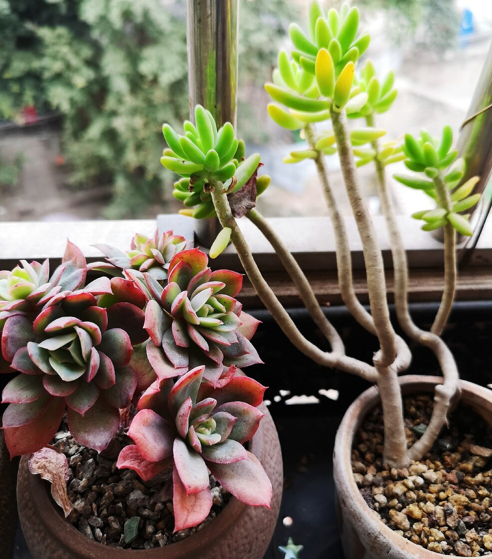 高温养兰注意事项,高温多肉怎么养