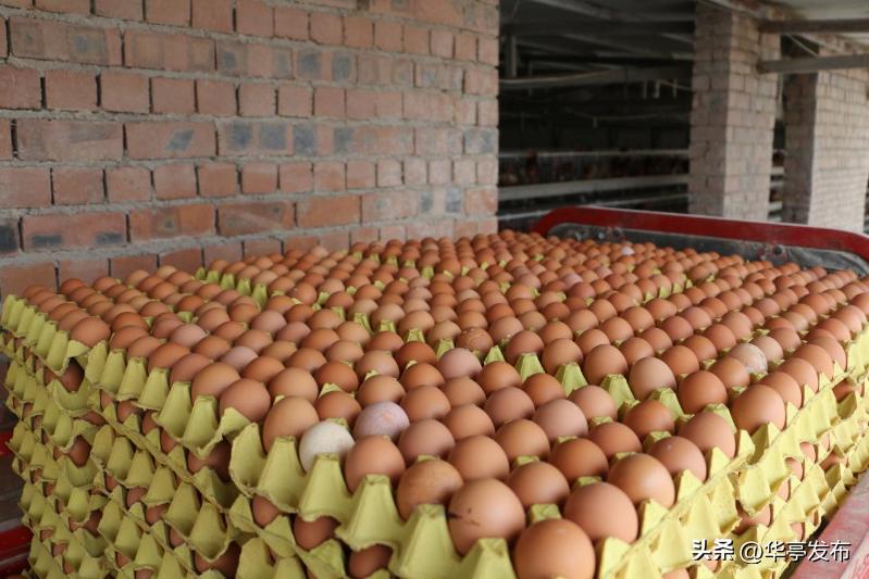 华亭山寨乡：养鸡“女能手”喜圆“创业梦”