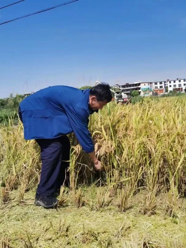 发展“禾下经济”亩收益达1万元！“小明大米”走稳高端赣米品牌