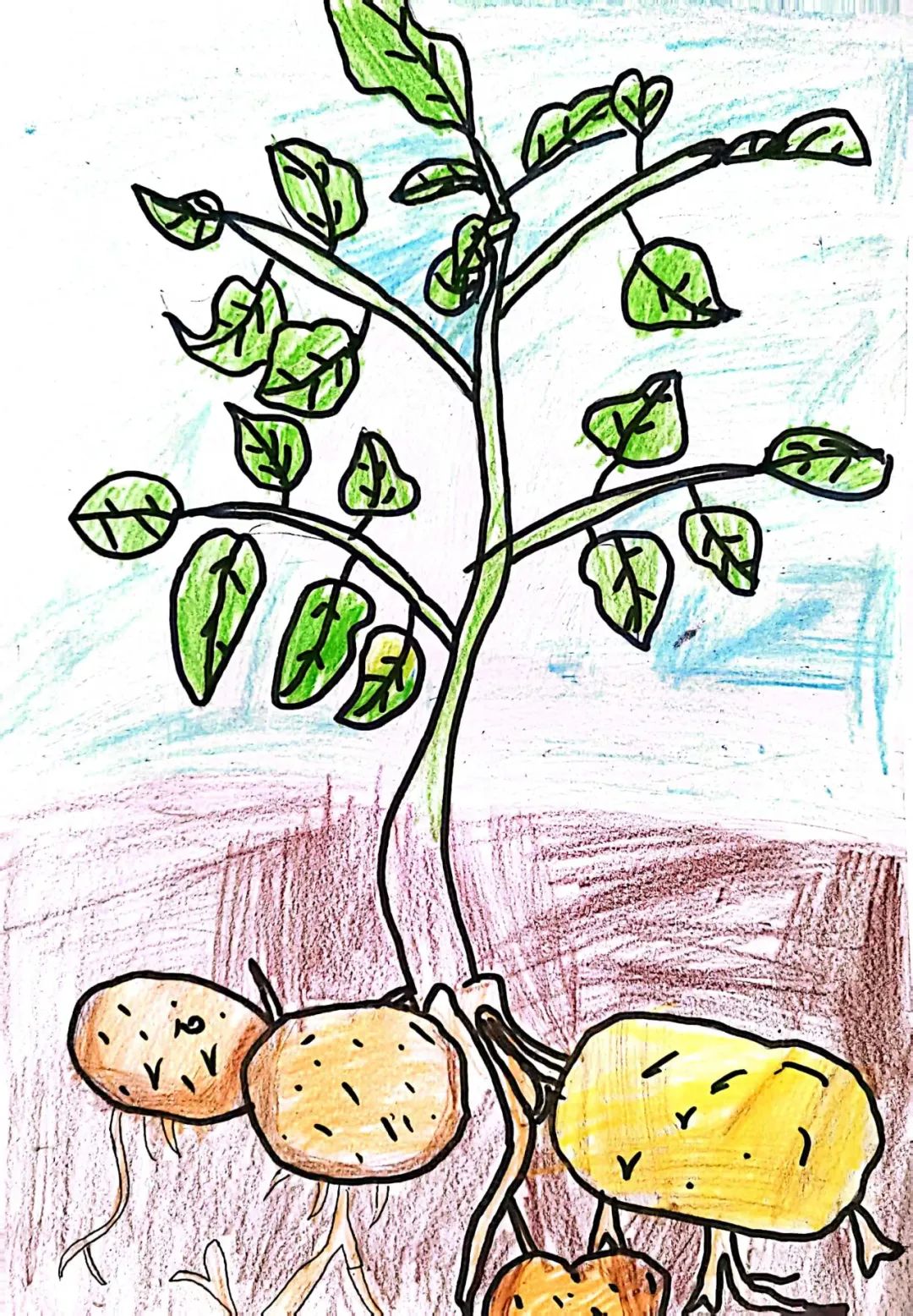 “土”露汗水“豆”耘童年——东风小学劳动教育实践活动之土豆丰收季