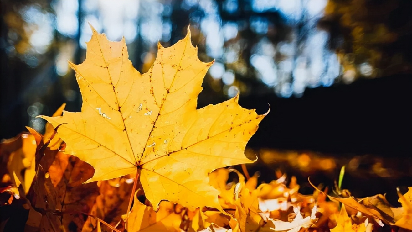 临汾新闻早知道｜体育街今起整治；彩民中二等奖；隰县玉露香梨上湖南卫视；汾城古城墙露真容；悬赏公告