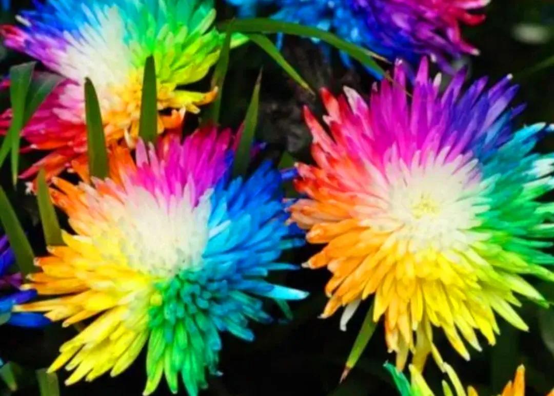 什么是“颜色情人”||今天才明白。色盲人请远离，避免迷惑双眼！