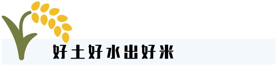 怎么辨认真正五常大米,五常大米稻花香2号如何辨别真假