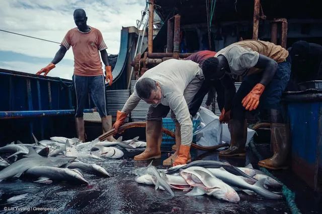 姚明公益广告拒绝吃鱼翅,姚明吃鱼翅原视频