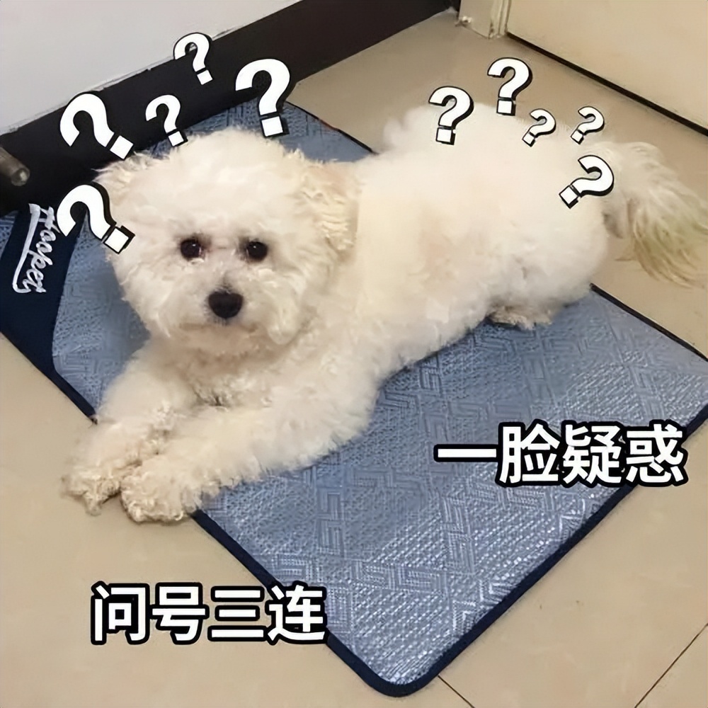 最不臭的狗,什么宠物狗不臭好养