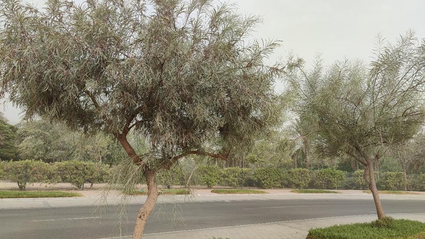 迪拜适合养什么植物,迪拜常见花草