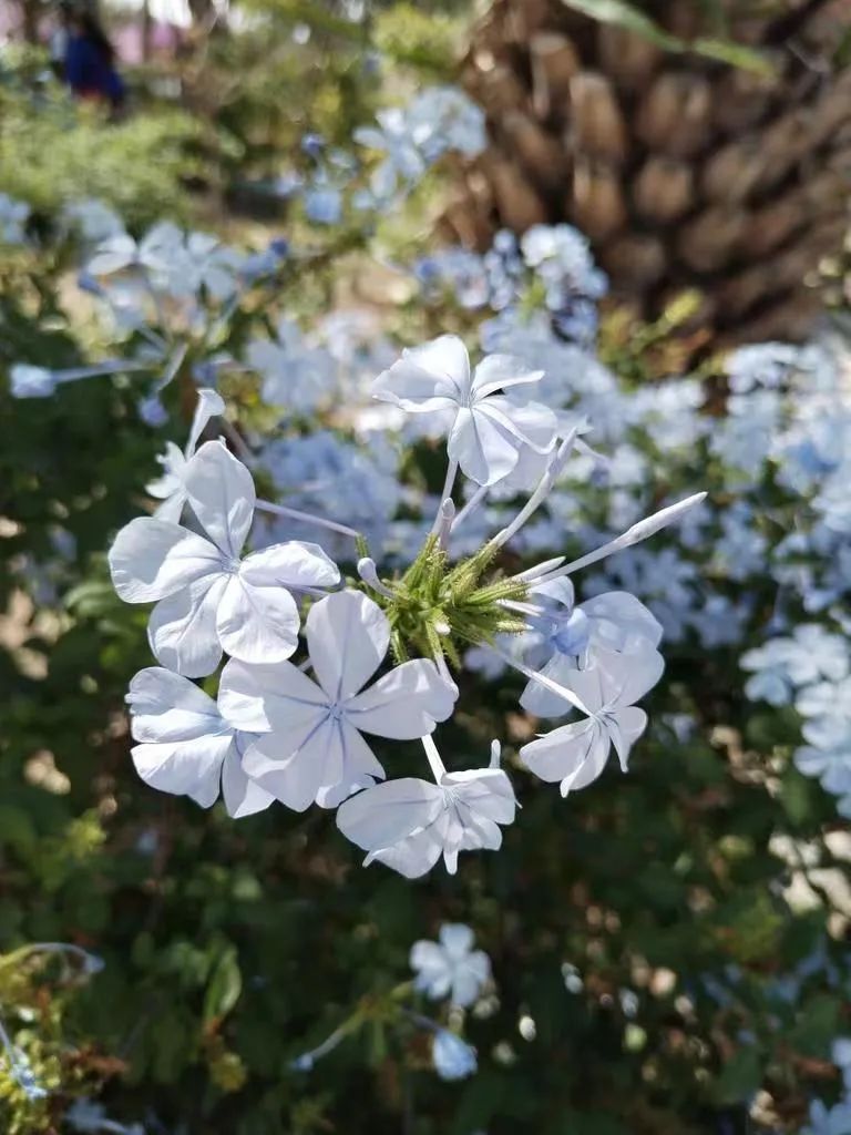 适合夏天养的7种花越晒开花越旺,阳台高温如何养墨兰