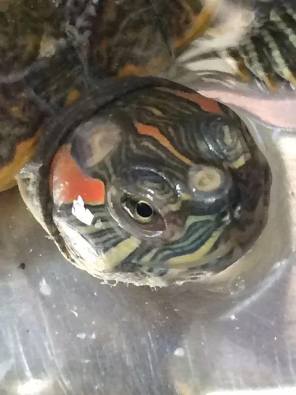 乌龟脖子腐皮怎么治最快,乌龟腐皮烂甲怎么治最快