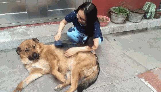 怎样看出狗把你当成了它妈妈,狗把你当成妈妈的几种现象