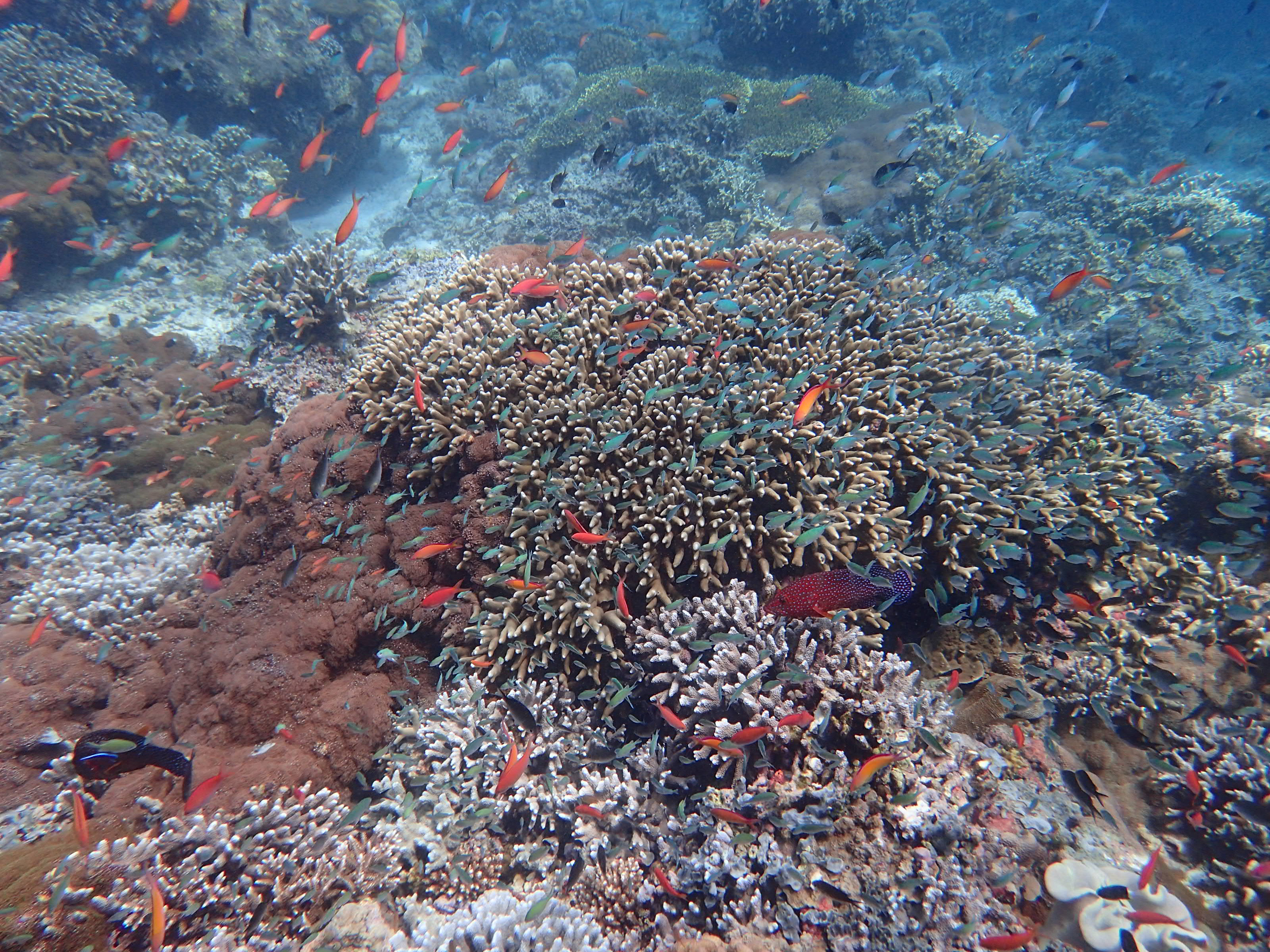 马来西亚仙本那海底,潜水马来西亚仙本那