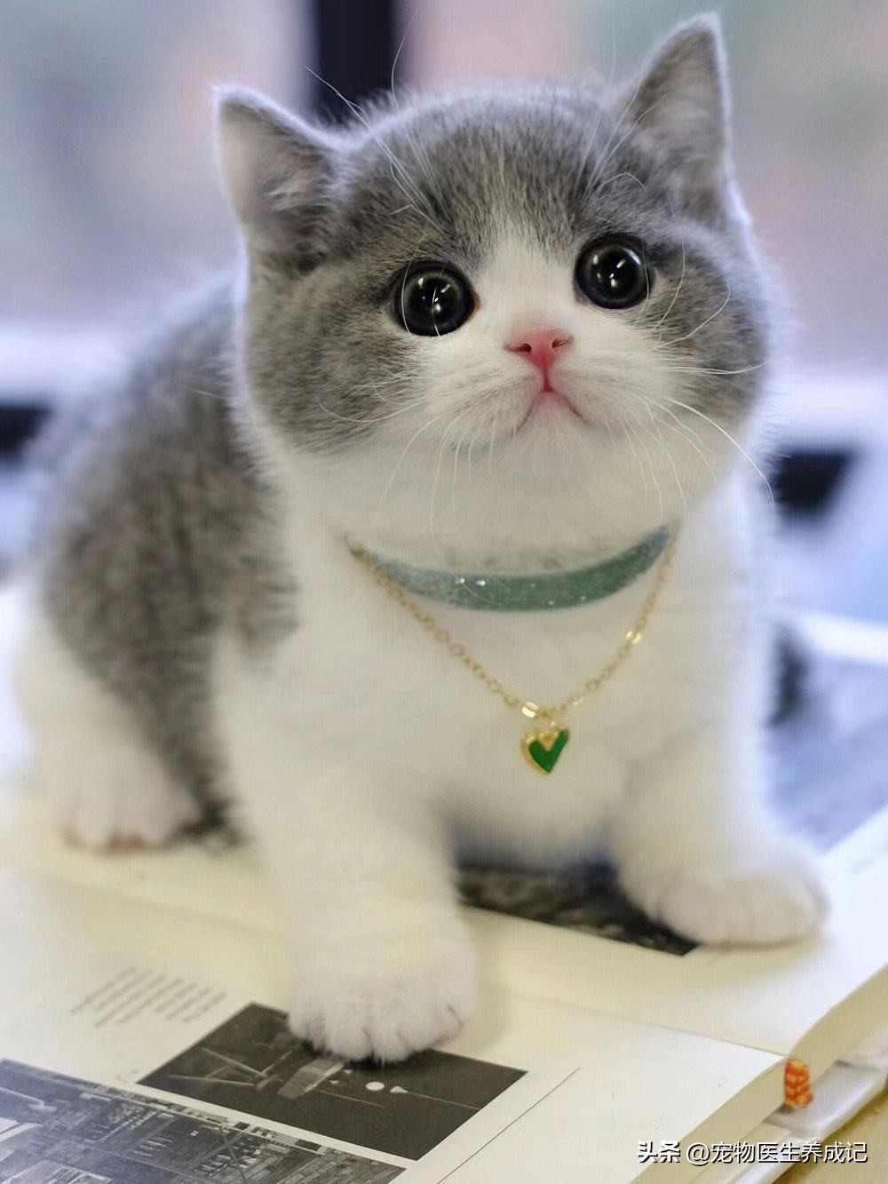 养1只英短蓝猫的注意事项,养蓝猫注意的事项