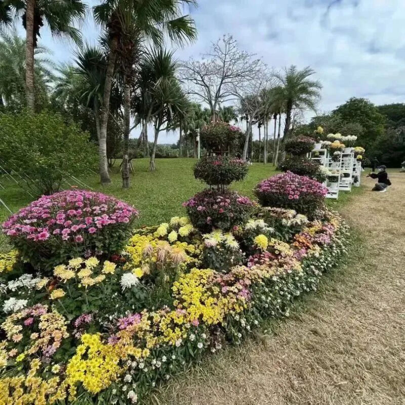 深圳市东湖公园一年一季的菊花展,深圳的东湖公园的菊花展漂亮极了