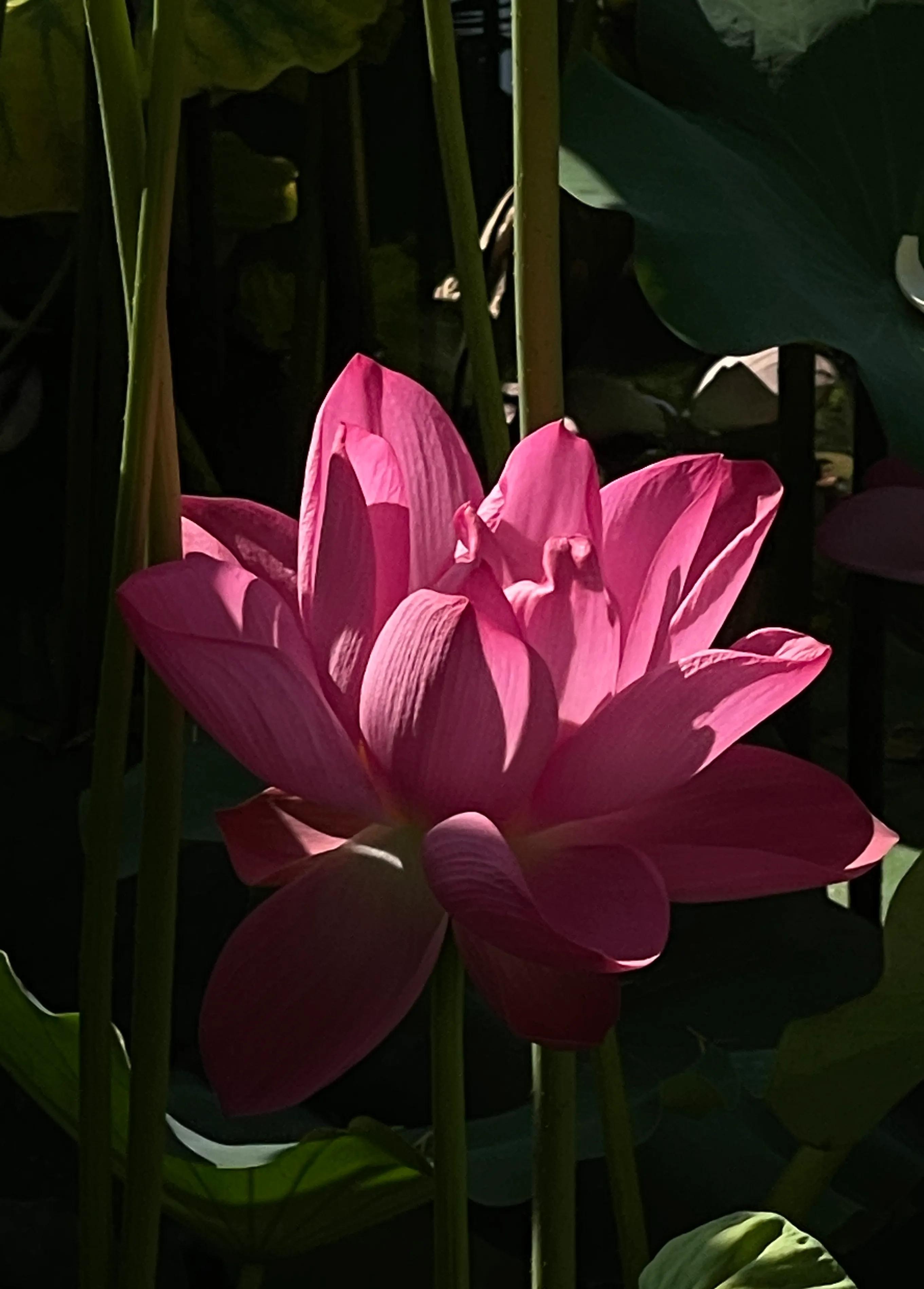 兴庆公园长乐之声合唱团直播现场,兴庆公园大合唱