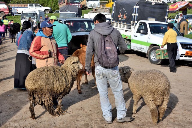 养羊和贩羊哪个利润高,养羊不挣钱的五大原因