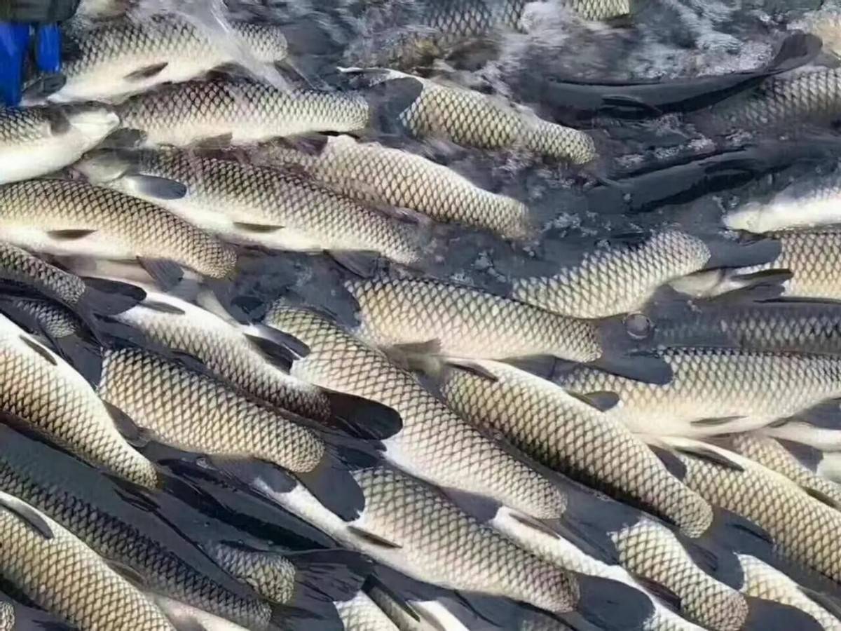 中国十大最惨入侵物种,中国史上最惨的入侵物种