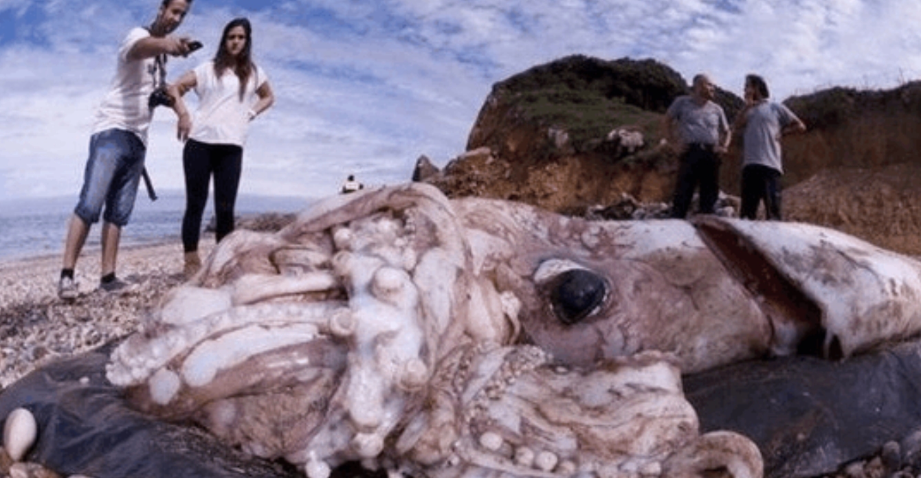 高智商章鱼：幸亏产卵后“自杀”，不然大概率会成为“海洋霸主”