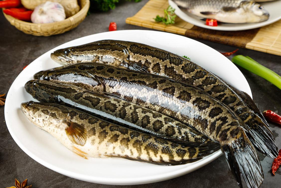 海鱼和淡水鱼的腥味,春季推荐食用的淡水鱼