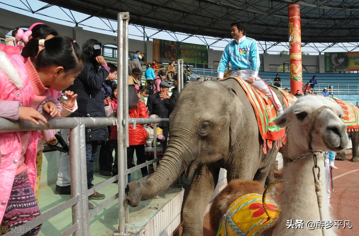 上海野生动物园70岁老人免票吗,上海野生动物园门票预订app