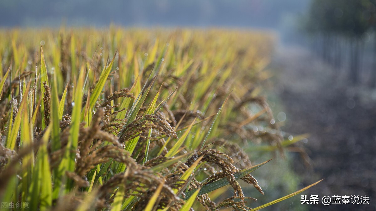 合法承包地被强制清表，地上农作物被毁损，谁担责？法院：镇政府