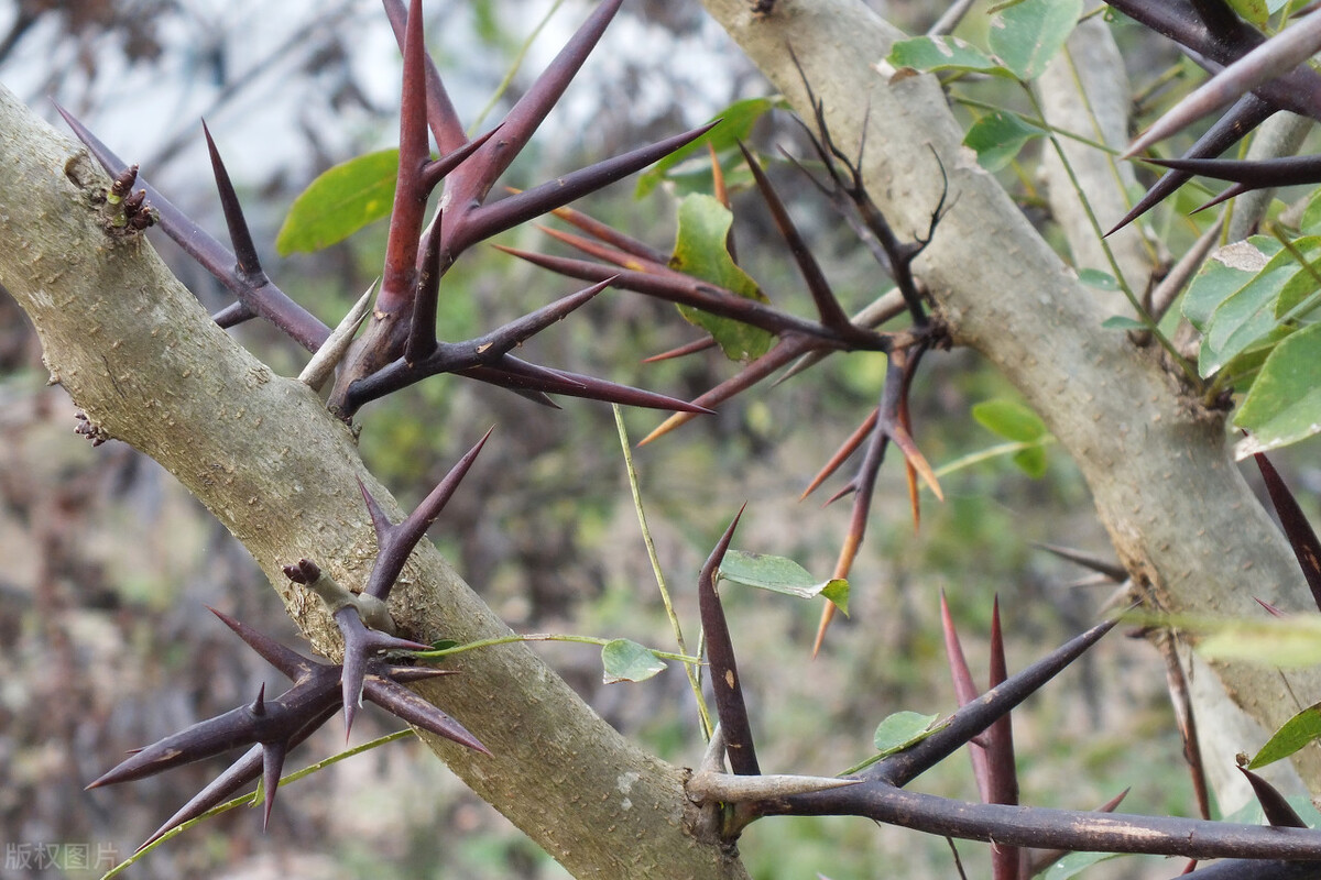 当肥皂用的皂角刺,当肥皂用的皂角