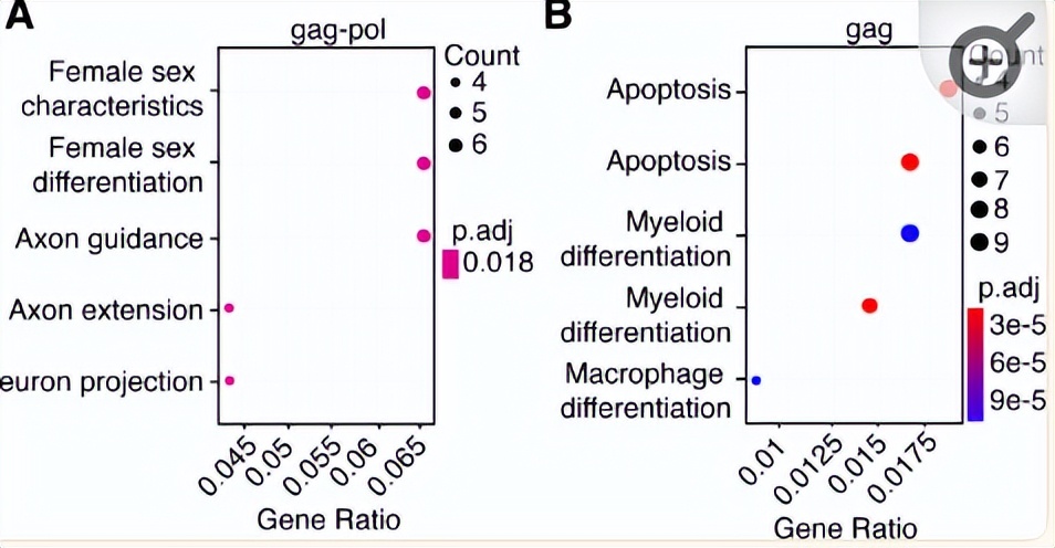 NPF2.8促进因子对拟南芥花粉表面黄酮醇糖苷积累作用的研究