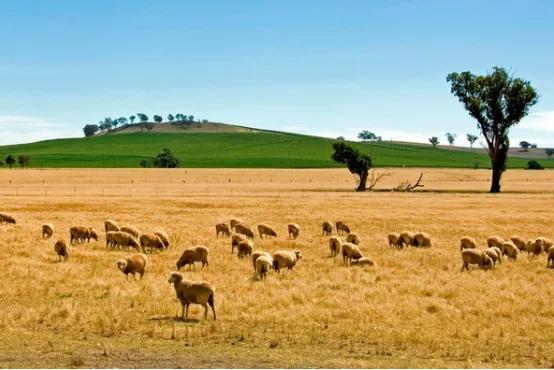 新西兰自费留学要多少钱,新西兰留学有哪些优势有什么推荐