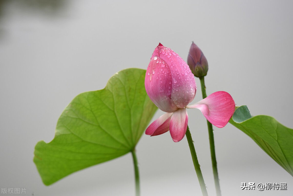 如何拍出有情感的荷花摄影作品,荷花照片怎么拍出高级感
