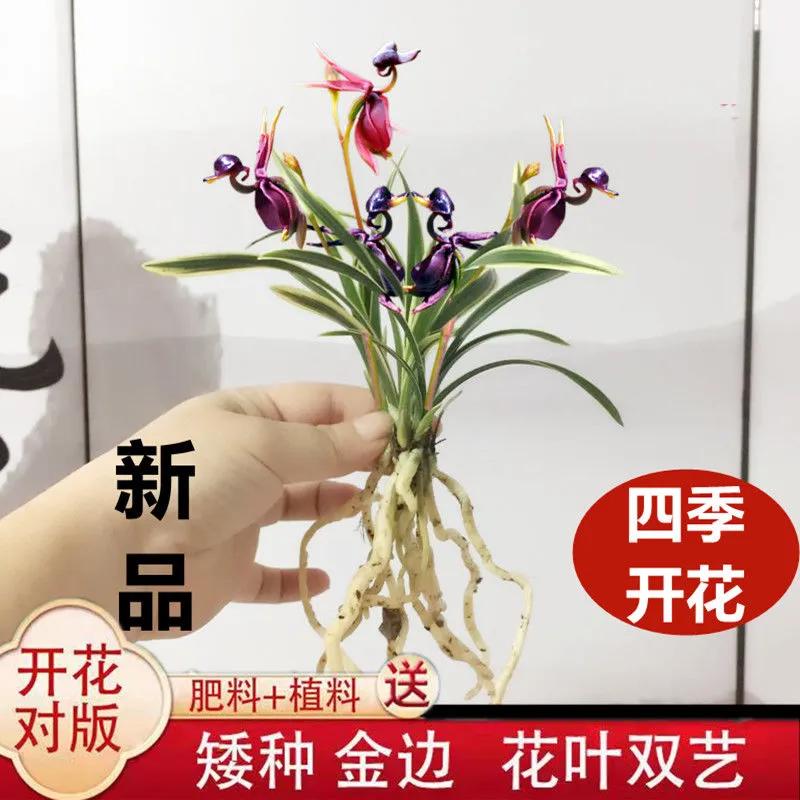 网购兰花如何防骗,如何在网上买兰花不上当