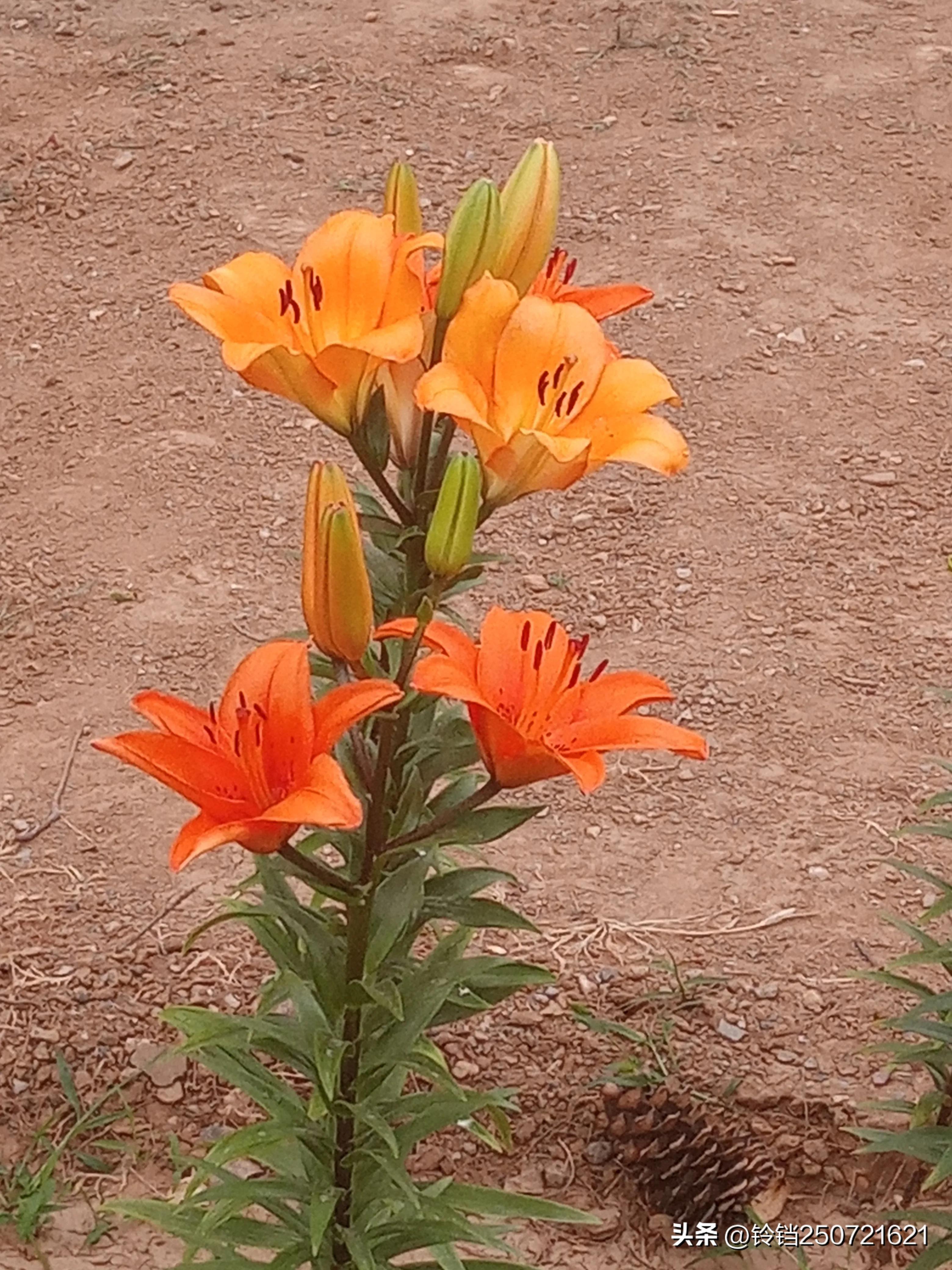 百合花开花的样子很美,花卉百合花四季开花