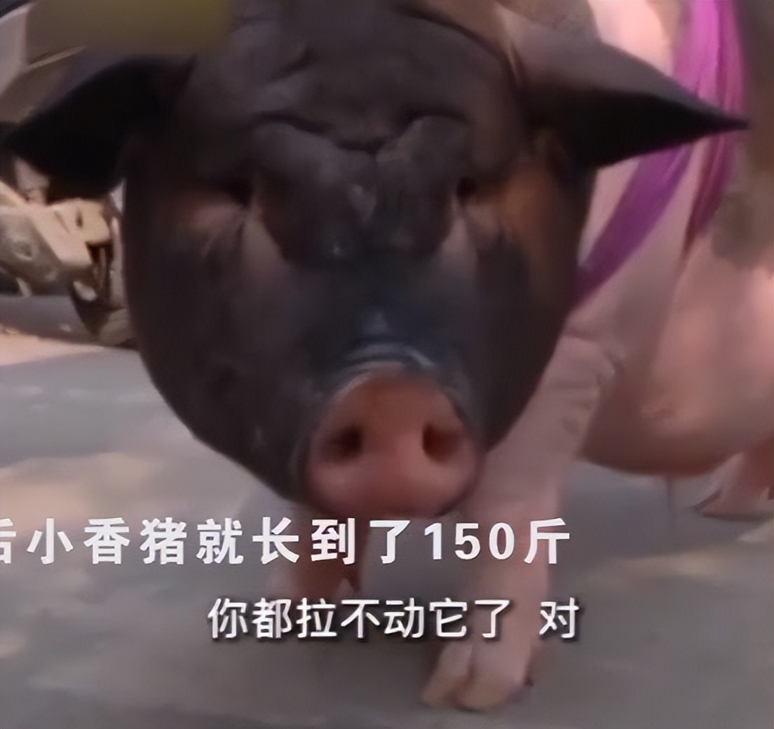 女子网购小香猪,女子买到假小香猪