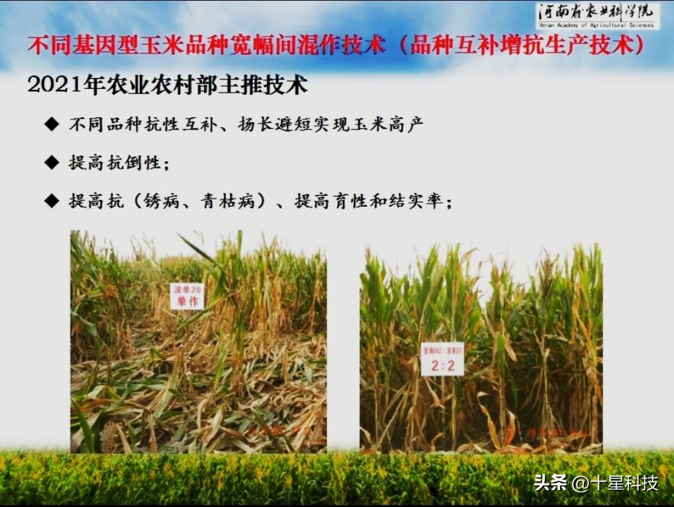 郑单958玉米新品种特征及表现,郑单958玉米品种是哪里培育的