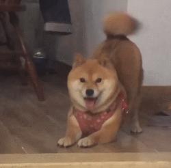 狗狗全身趴地对你摇尾巴,狗狗为什么会摇尾巴