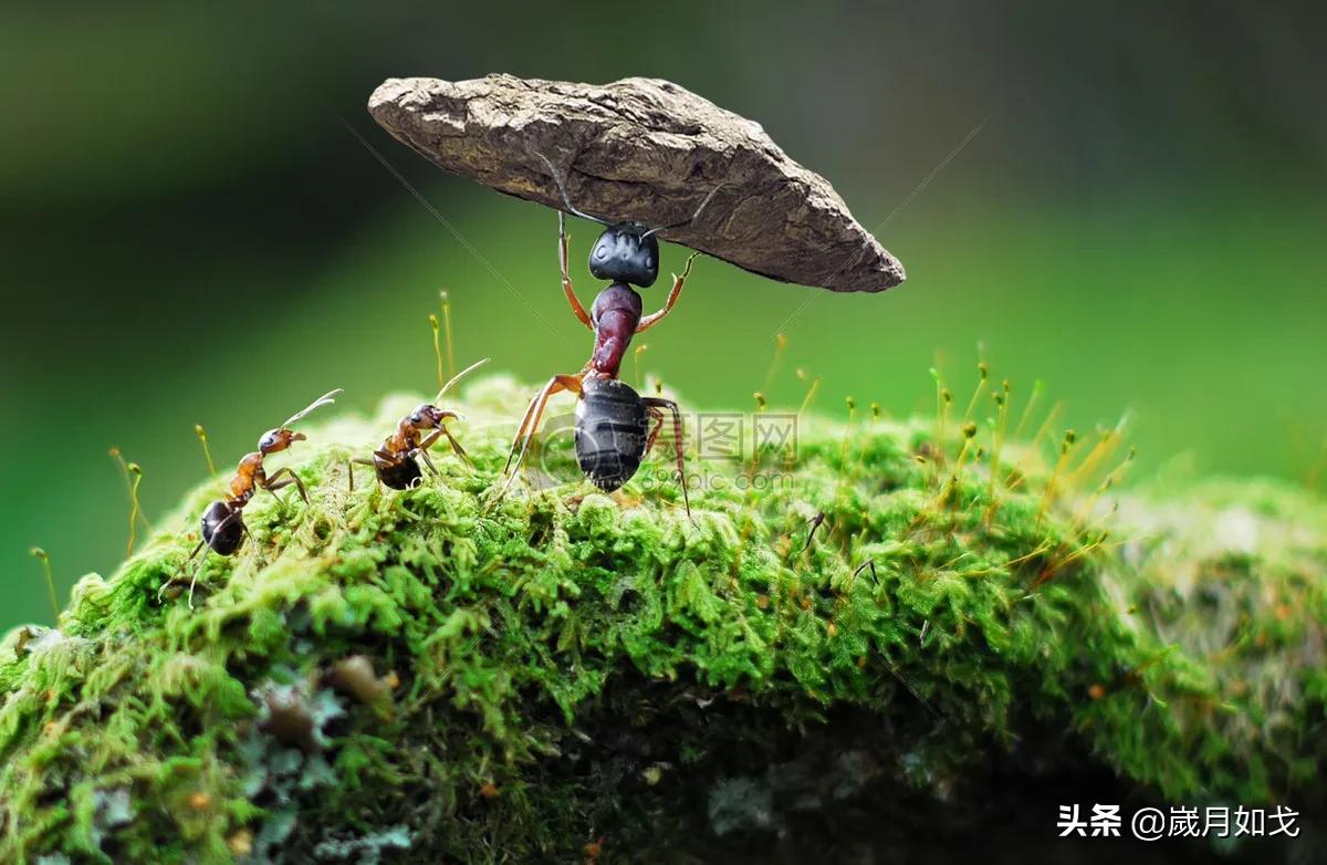 伟大的蚂蚁是什么,宇宙的小蚂蚁