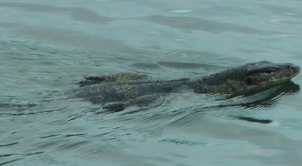 唾液含剧毒的五爪金龙现身云南,云南现两种极危物种五爪金龙