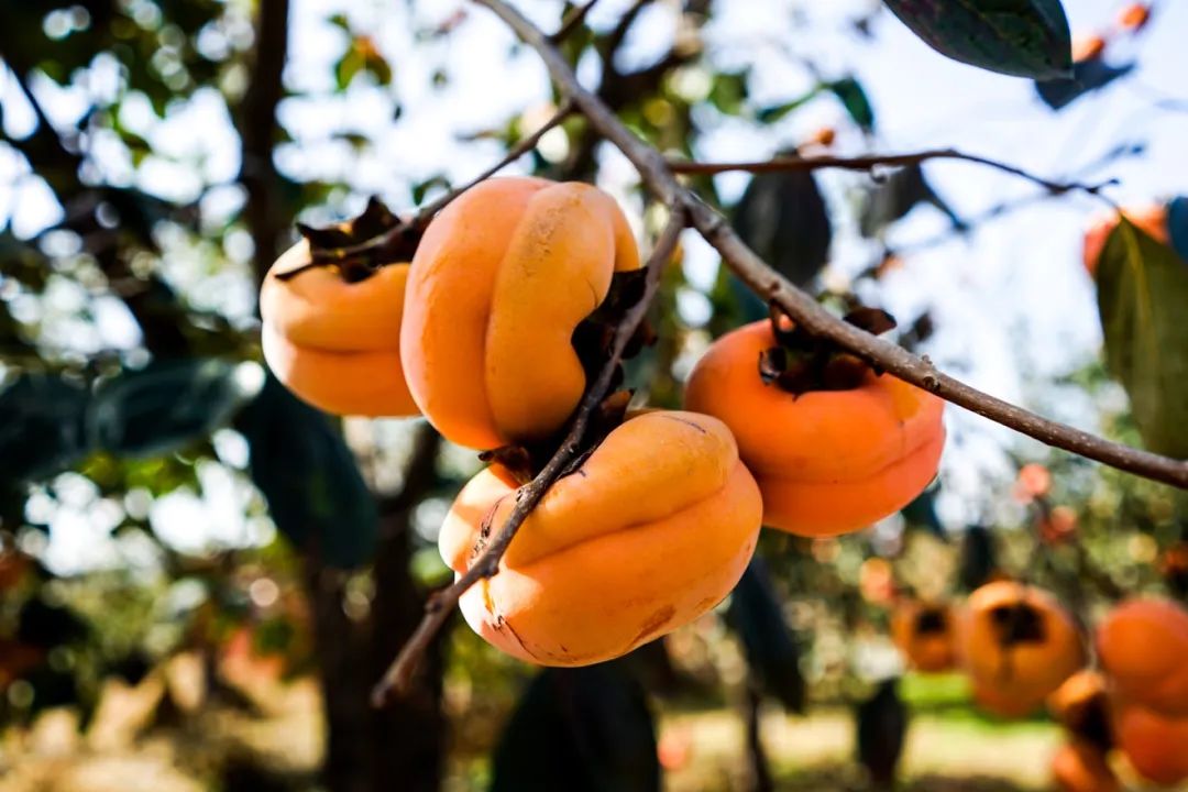 周六周日两日游旅游线路推荐,不负冬日好时光立冬