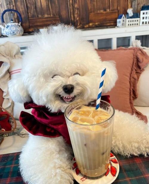 比熊鼻子有三指长纯不纯,怎么知道买的比熊是小体还是标体