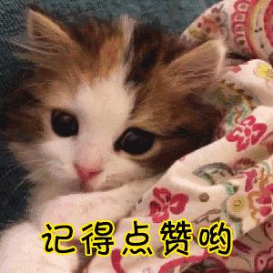 没有耐心千万别养这几种狗,这5种狗怎么感觉很少人养