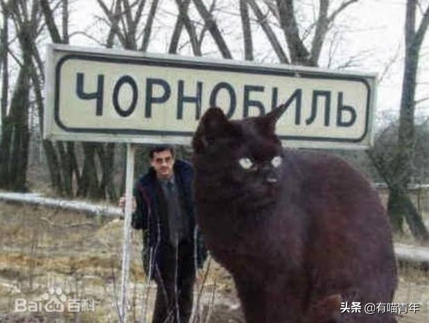 全世界唯一一只世界上最大的猫,世界上最小的体型最大的猫