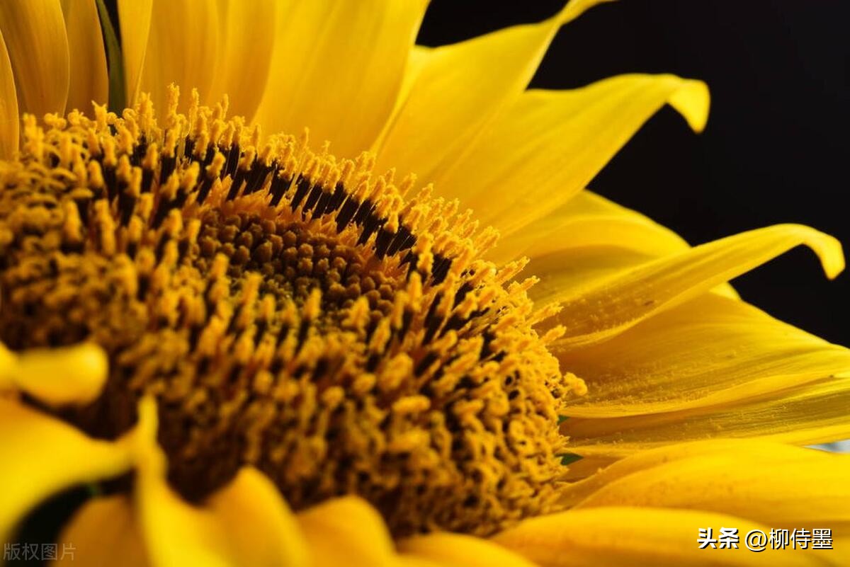 怎样用手机拍出向日葵好看的照片,向日葵怎样拍好看