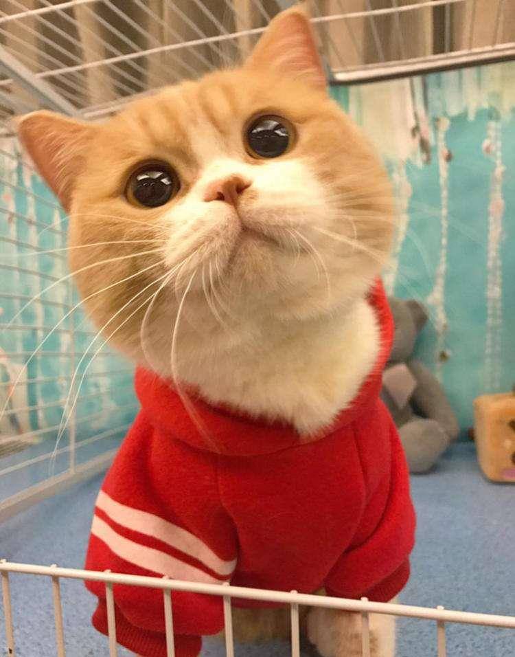 十大热门猫,2023年最热门猫咪排行榜