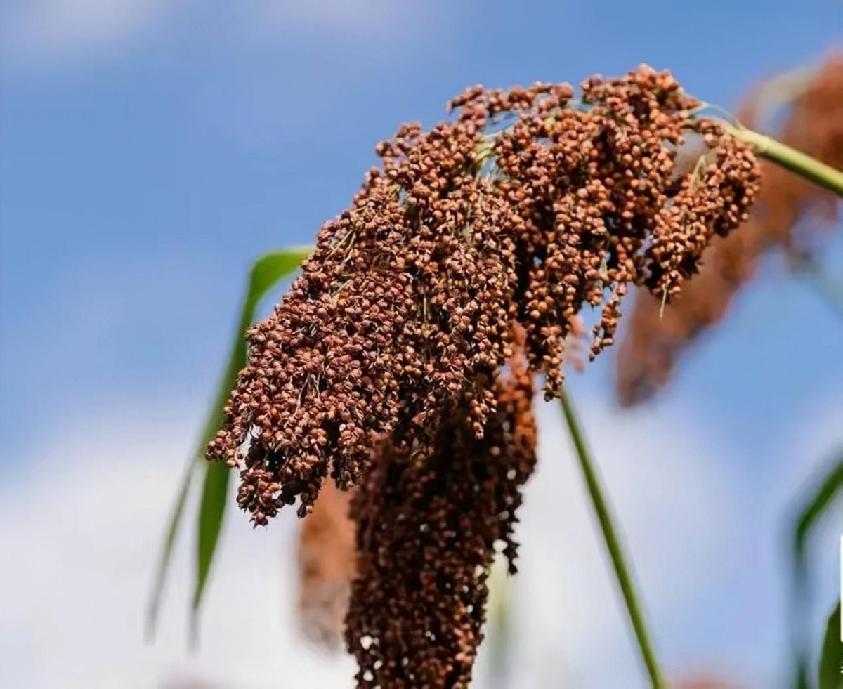 上海请客“怪象”，高档宴席用茅五泸，低档用红星，但也爱这4款