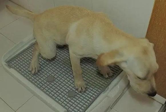 狗狗尿路感染最快解决方法,狗狗尿路感染一天洗几次