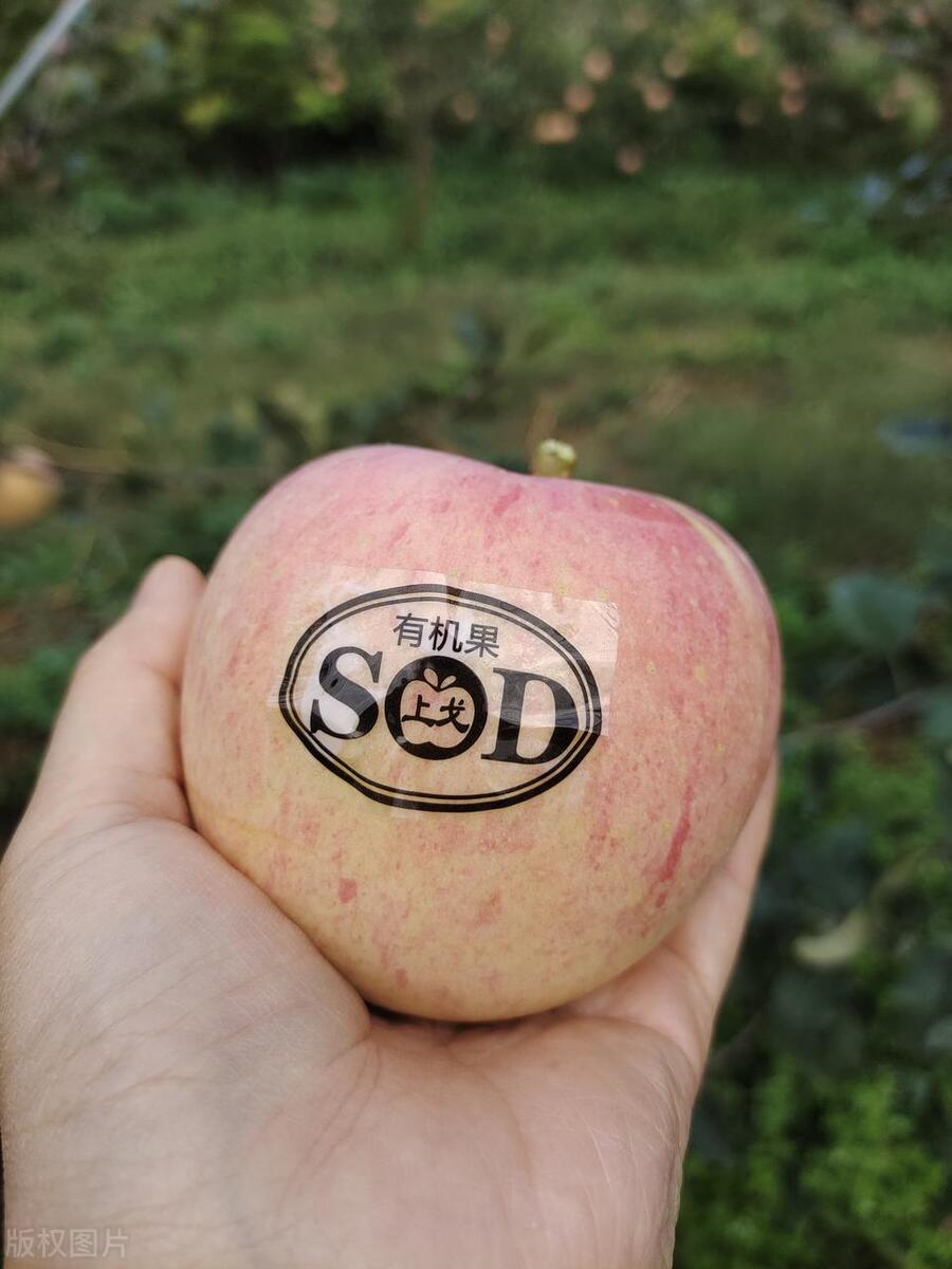 无卡苹果连接carplay,苹果四咋连网