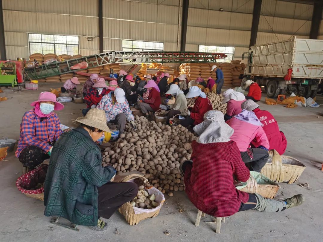 一只薯种出万元田！“*党**建+特色农业”让资源贫乏村“点”亮“薯”光大道