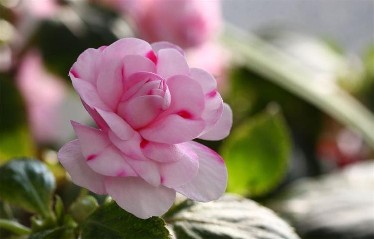 怎样养好水梅花视频,梅花水养方法和技巧