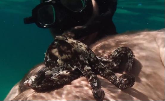这个男人太大胆，因为夫妻不和谐，转身就爱上了一条章鱼！纪录片