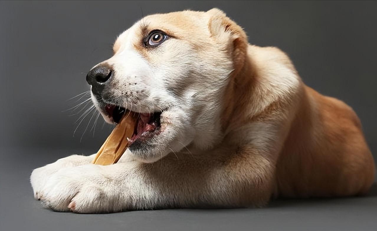 狗狗天天吃骨头有危害吗,狗狗天天吃鸡胸肉会有危害吗