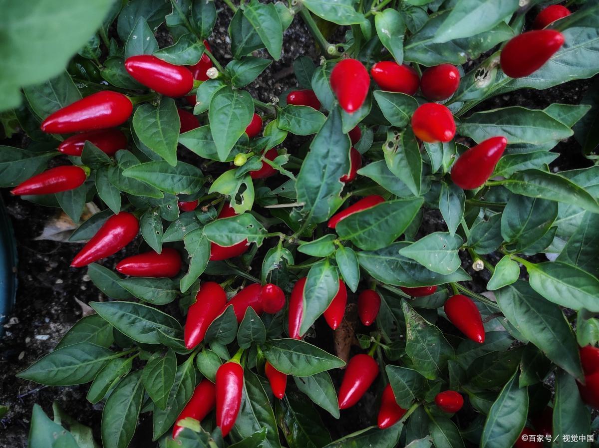 茄子栽种是深埋还是浅埋 (茄子栽深好还是栽浅好)